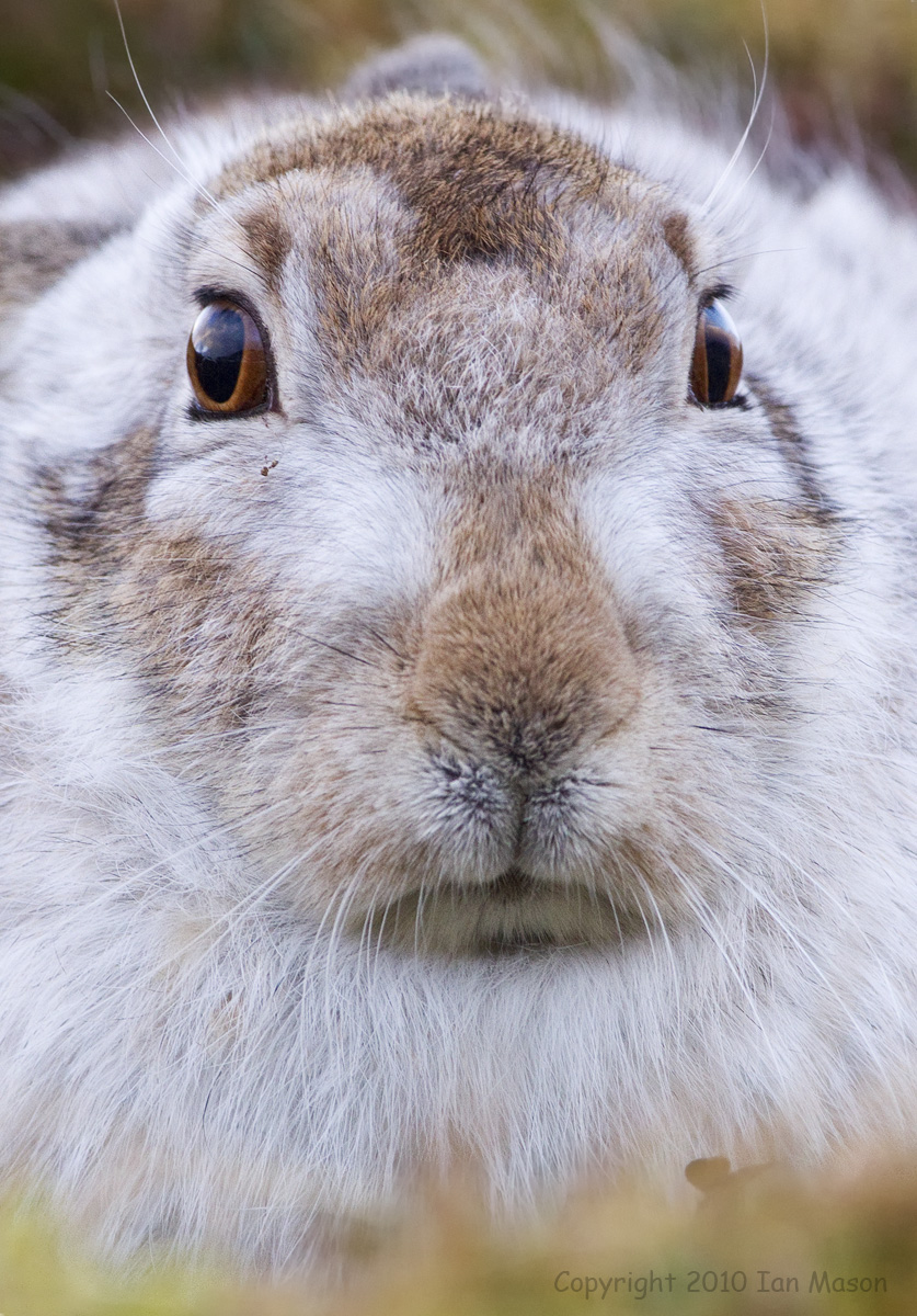 Mountain Hare