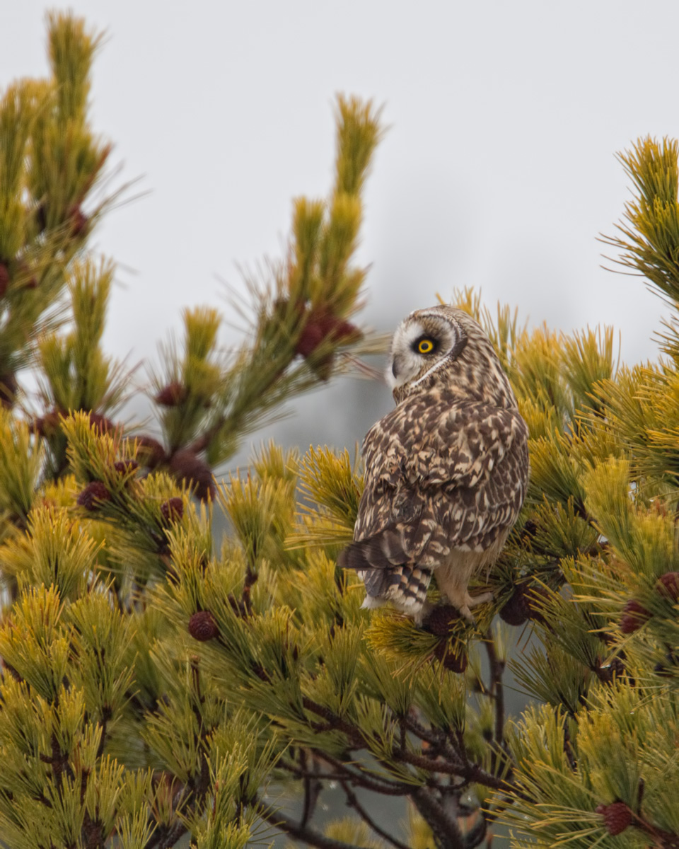 Short Eared Owl Perch