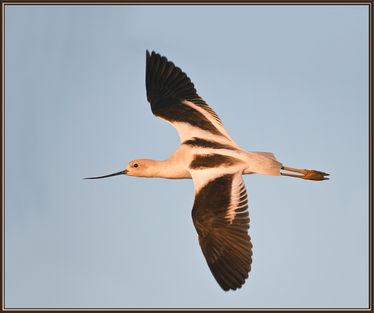 Sunset Avocet