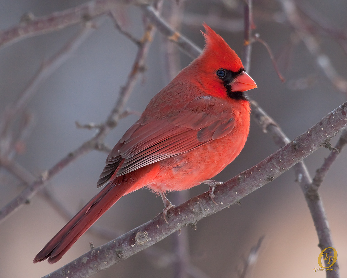 Male Cardinal