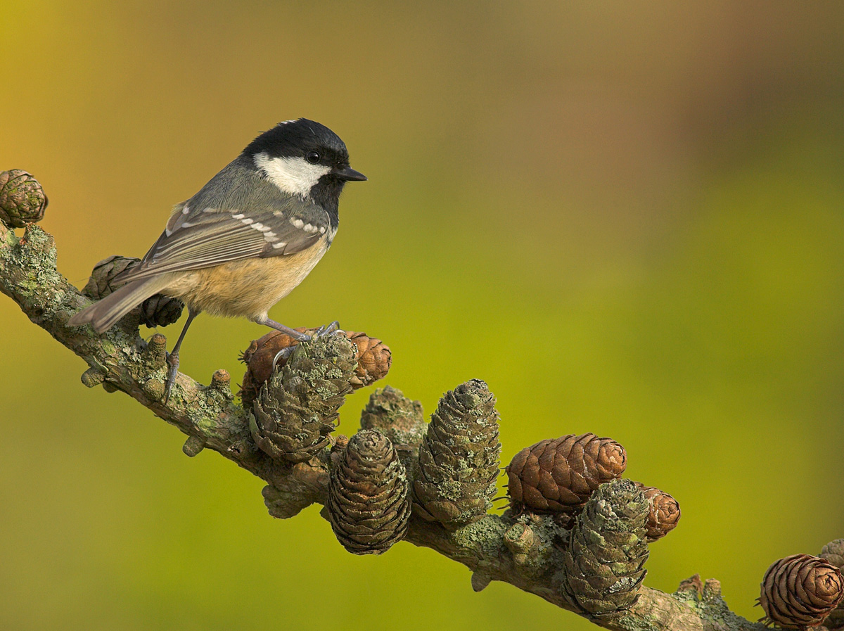 Coal Tit on larch cones.