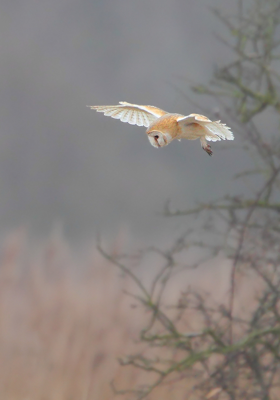 Barn Owl