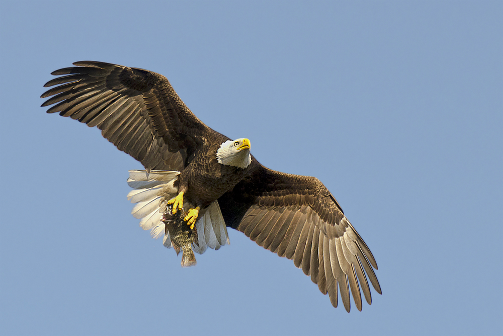 Eagle with fish