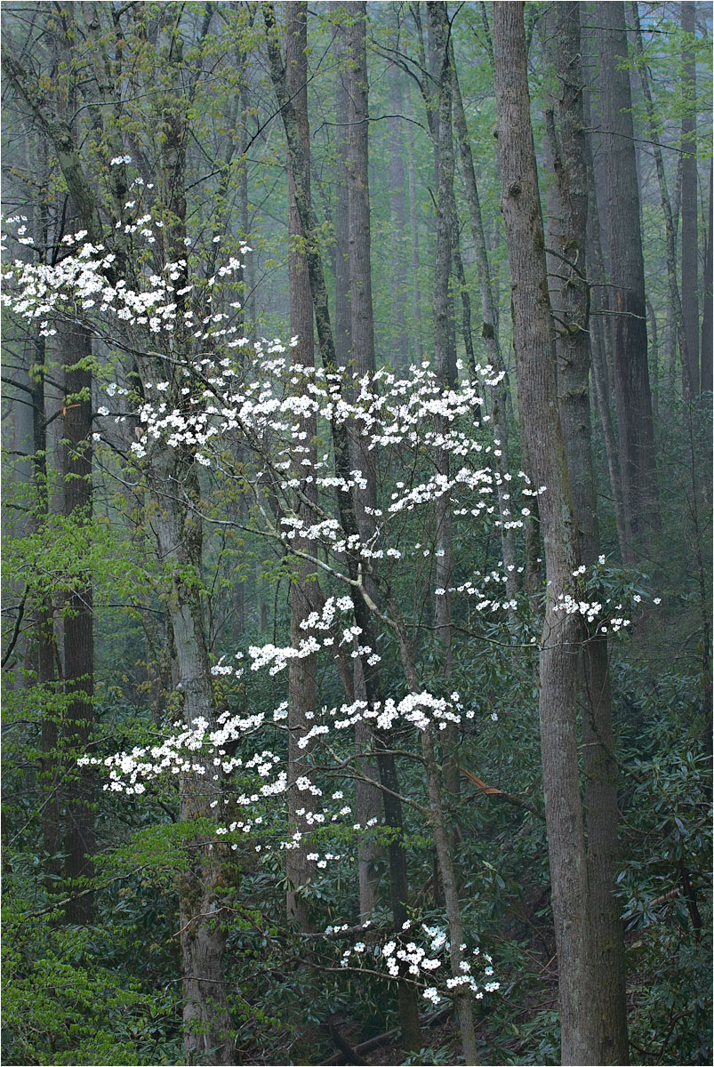 Ephemeral Dogwood