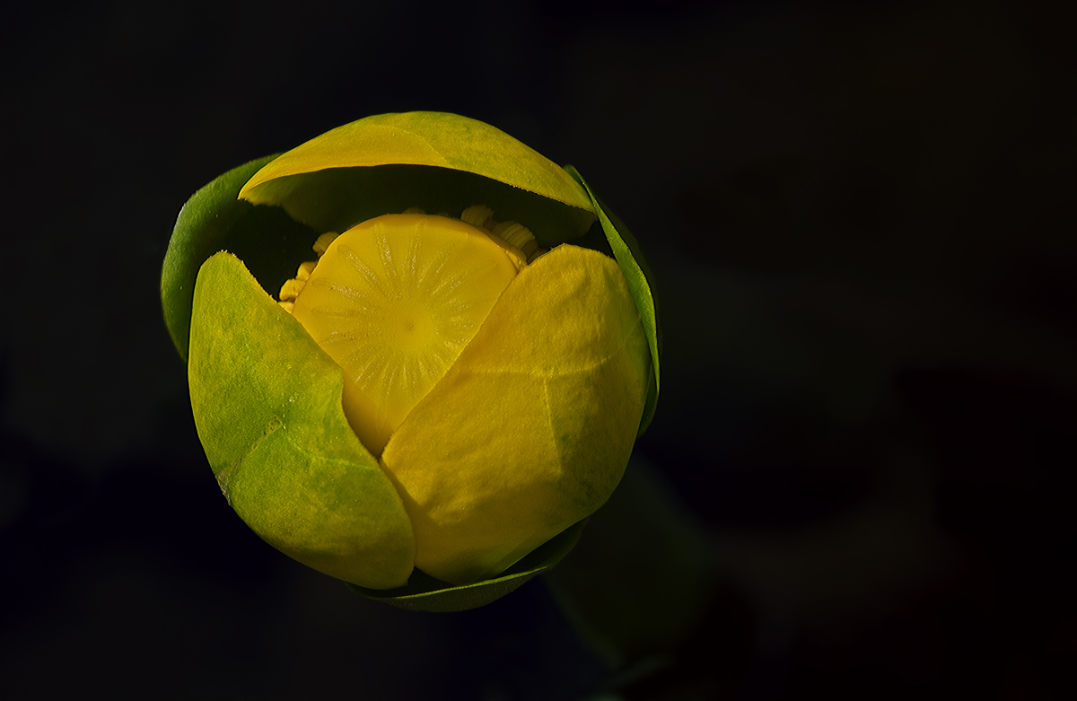 Water Lily