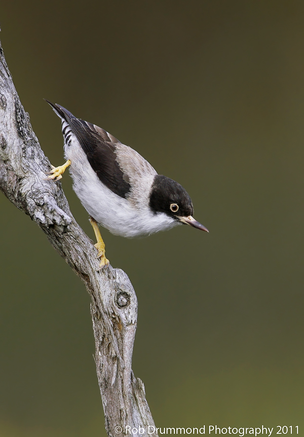 Varied Sittella #2