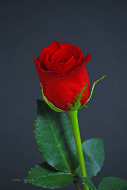 last rose
