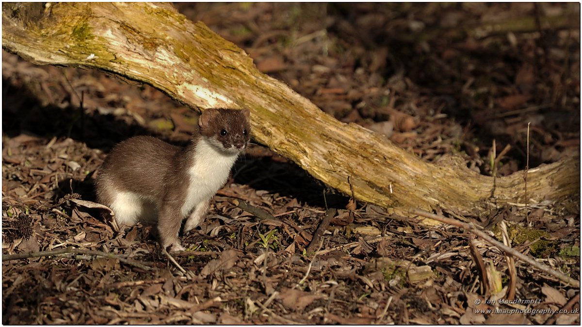 Early morning Stoat 
