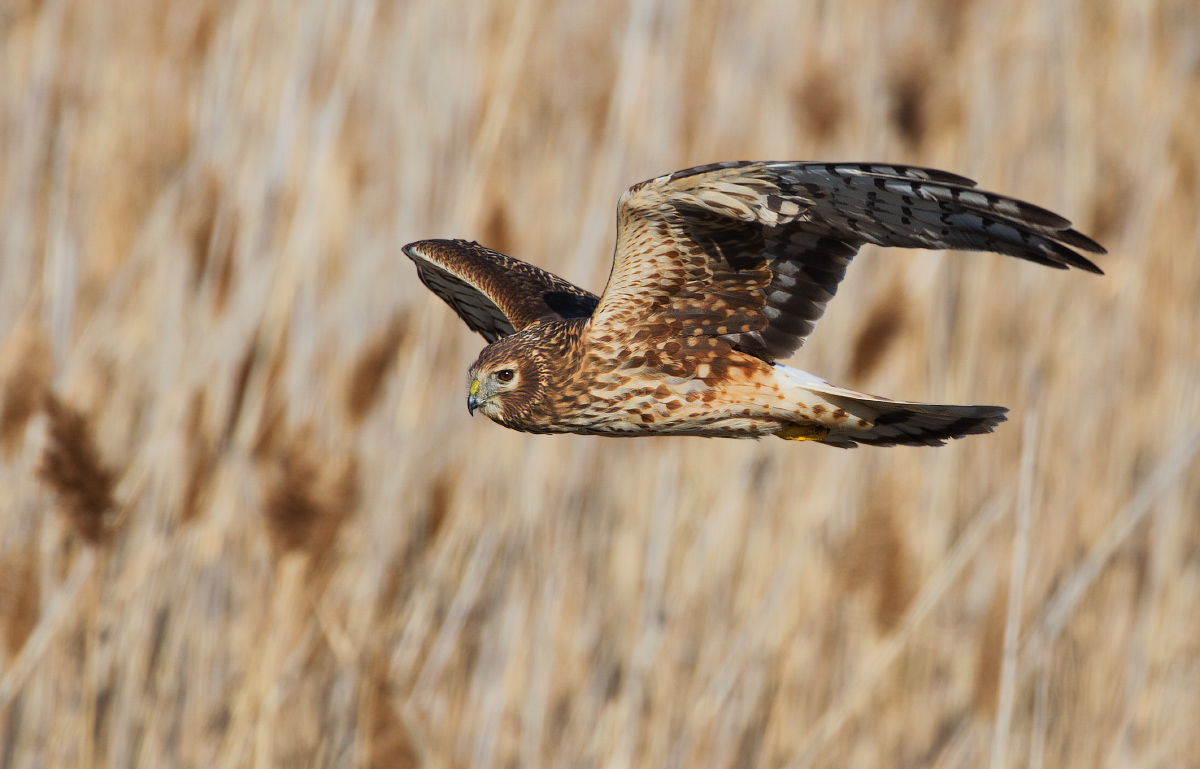 Northern harrier
