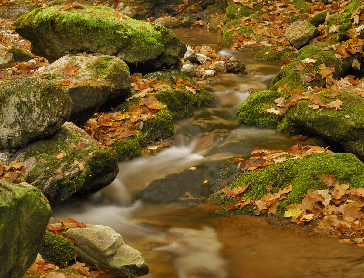 Autumn stream