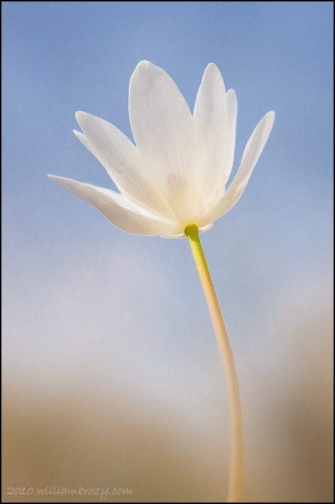 A Touch of Spring