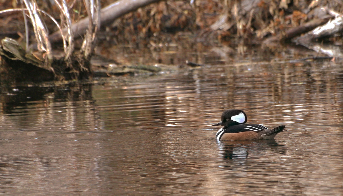 Hooded Merganser