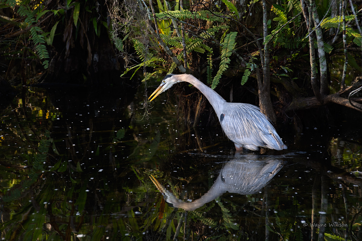 Great Blue