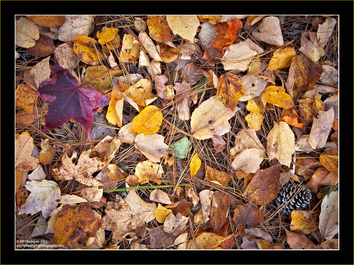 Purple Leaf