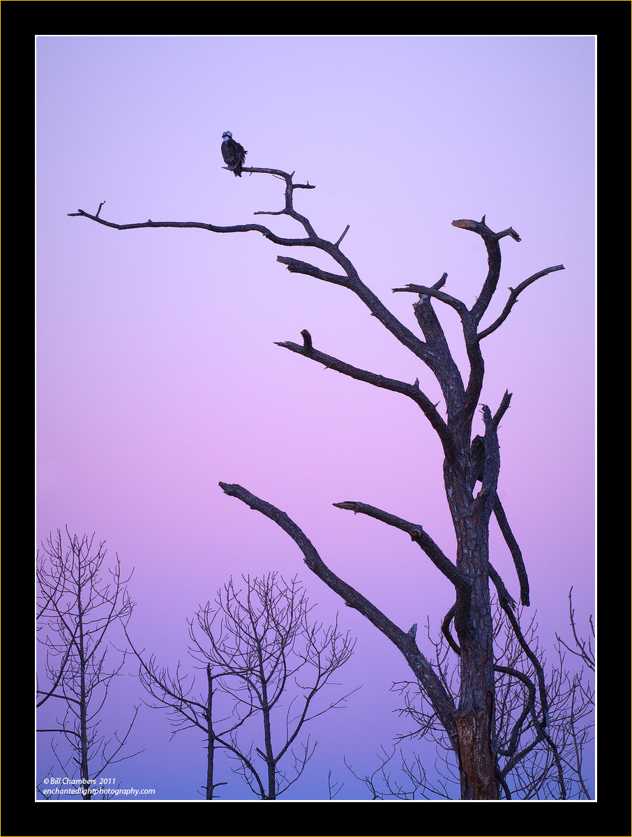 Osprey on a Cold Evening