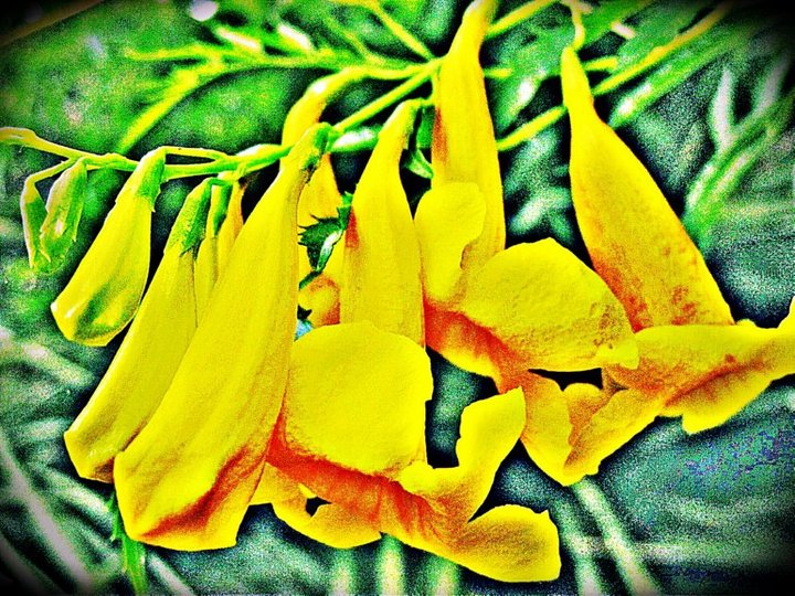 Golden Ambrosia