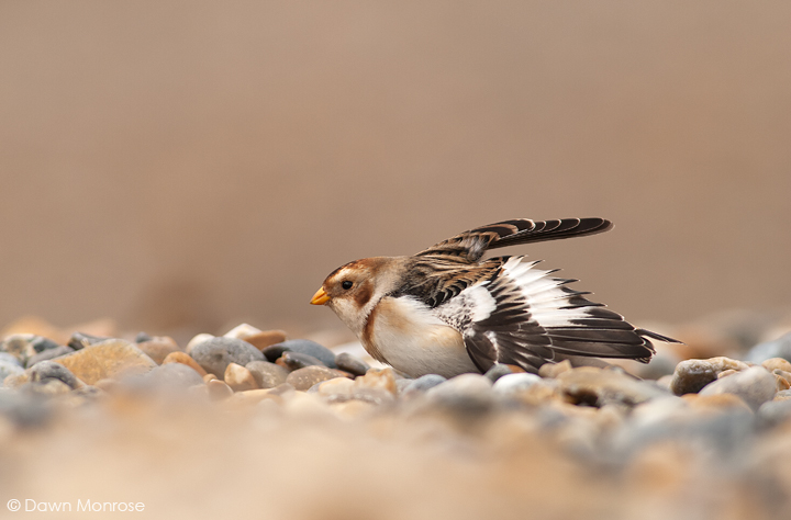 Snow Bunting