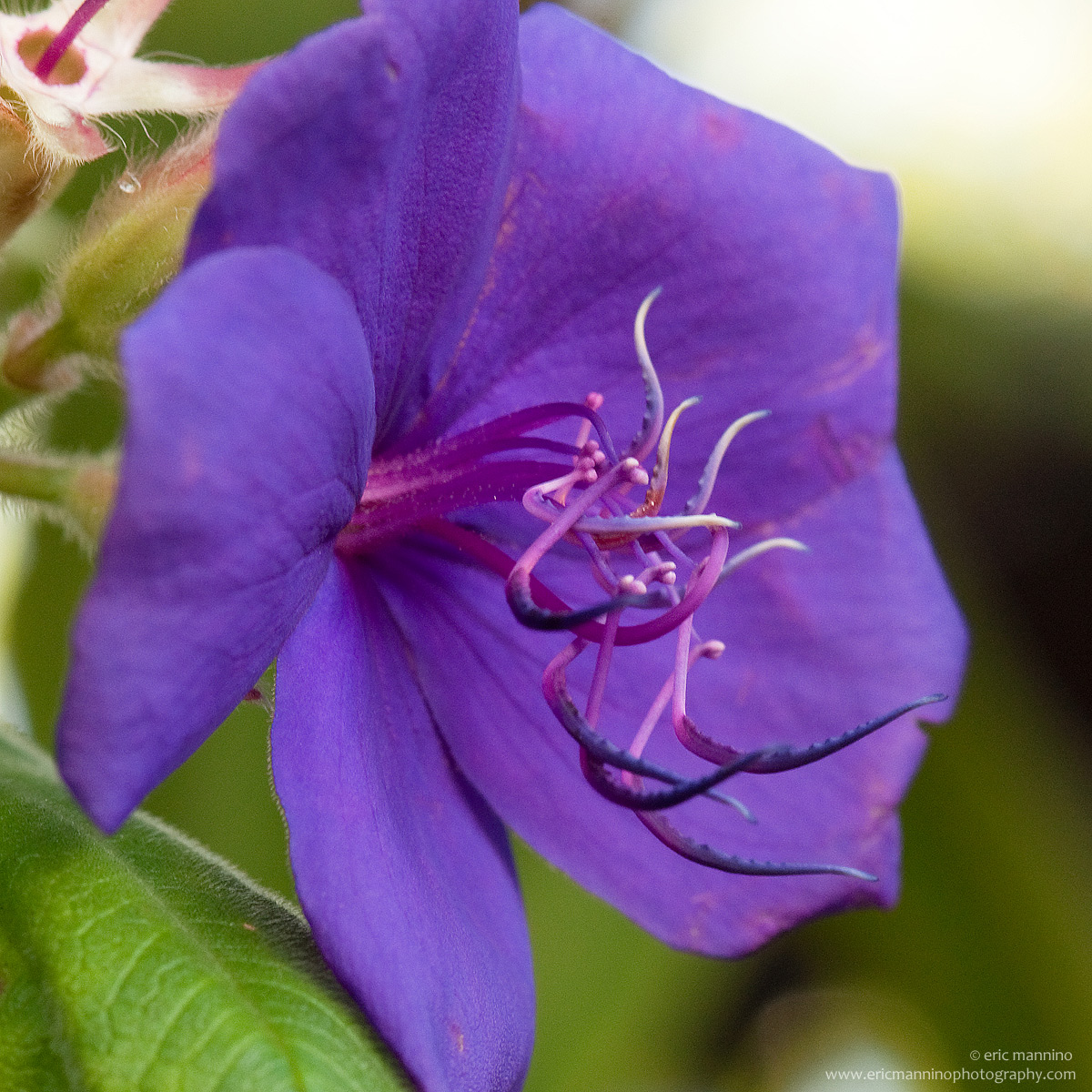 Unknown Flower