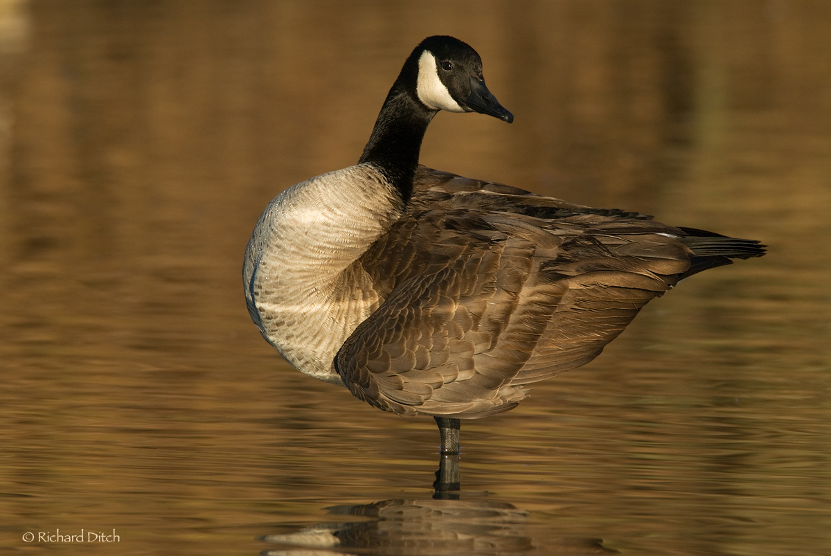 Darwin Day Canada Goose