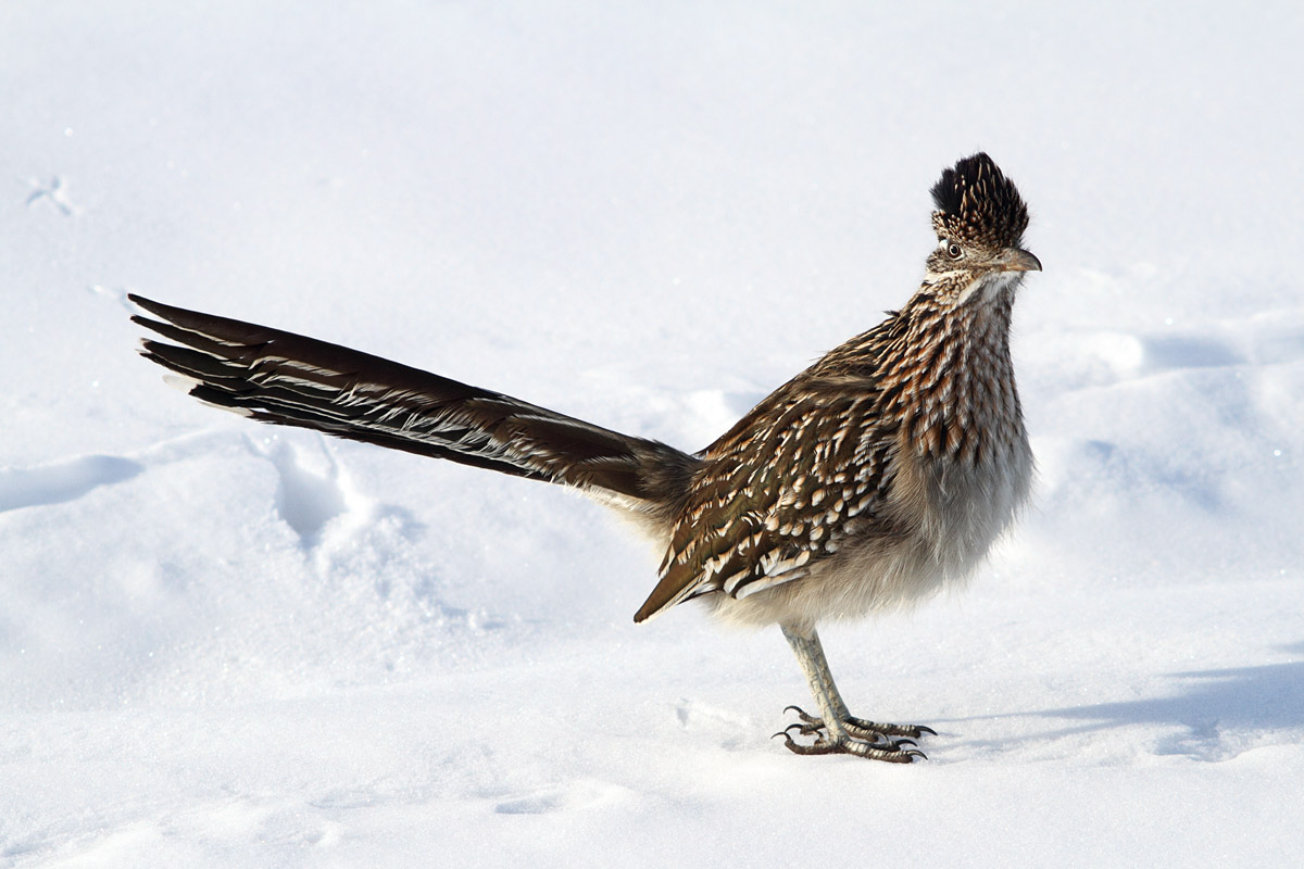 Snowy Roadrunner