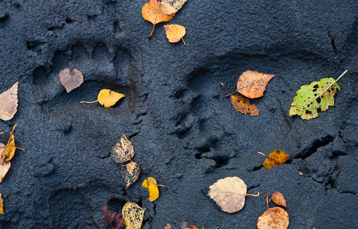 Bear Tracks