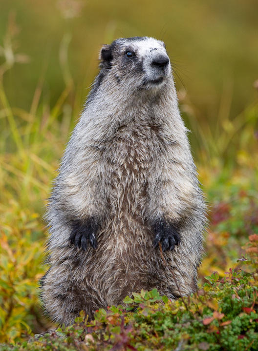Marmot