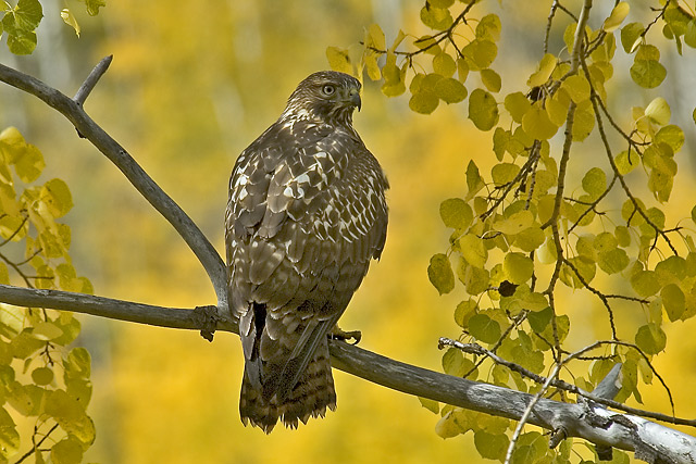 Young Red Tail in Aspens