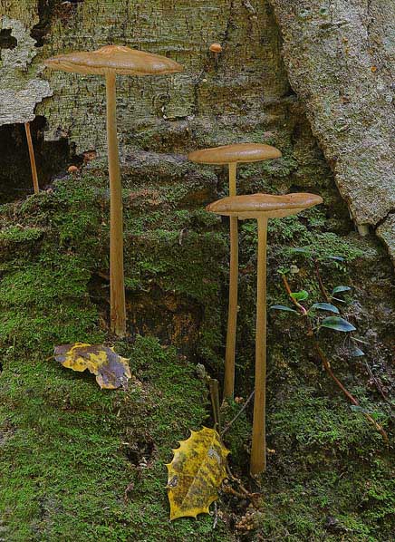3 Mushrooms on moss