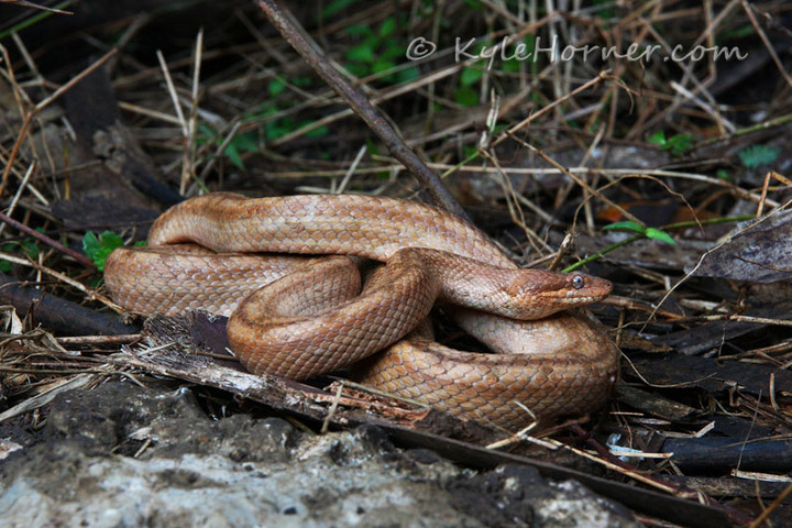 Cuban Ground Boa