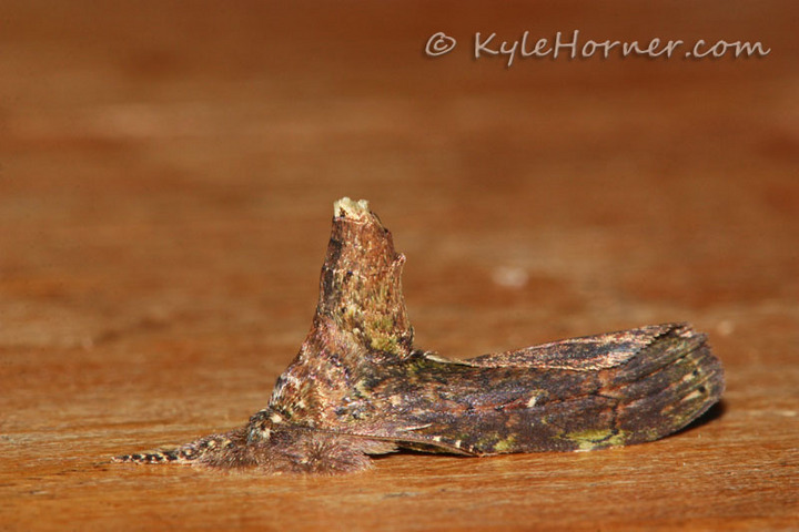 Moth Mimic