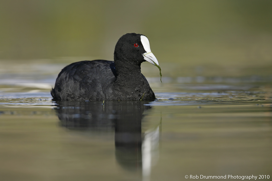 Eurasian Coot