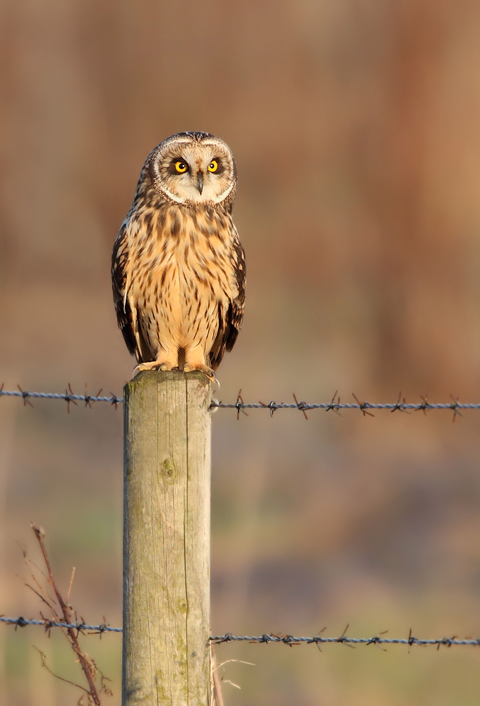 Short Eared Owl