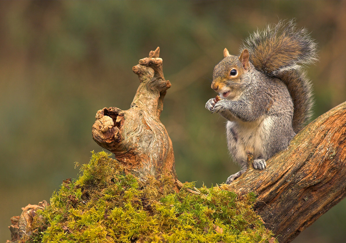 Grey Squirrel.