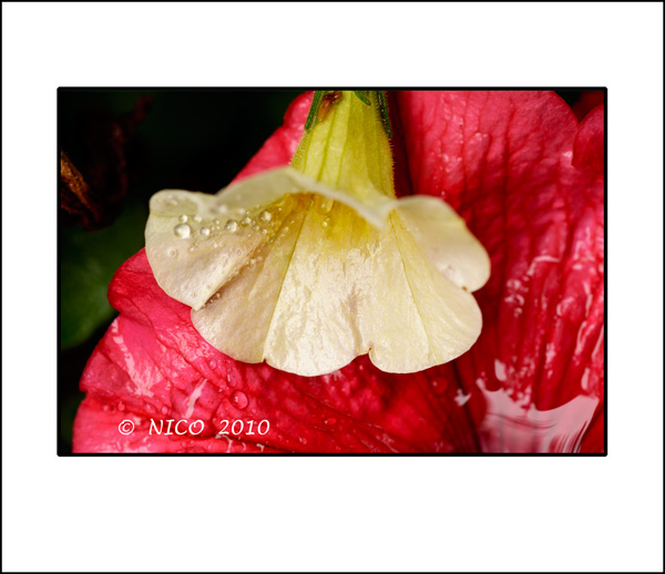 Million Bells & Petunia