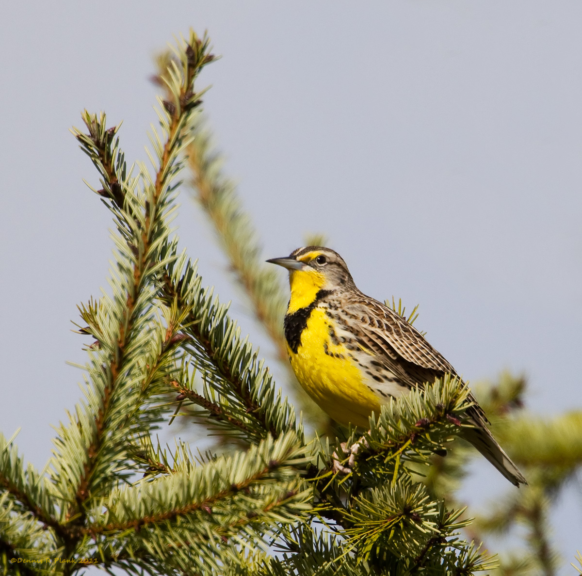 Female WesternMeadowlark