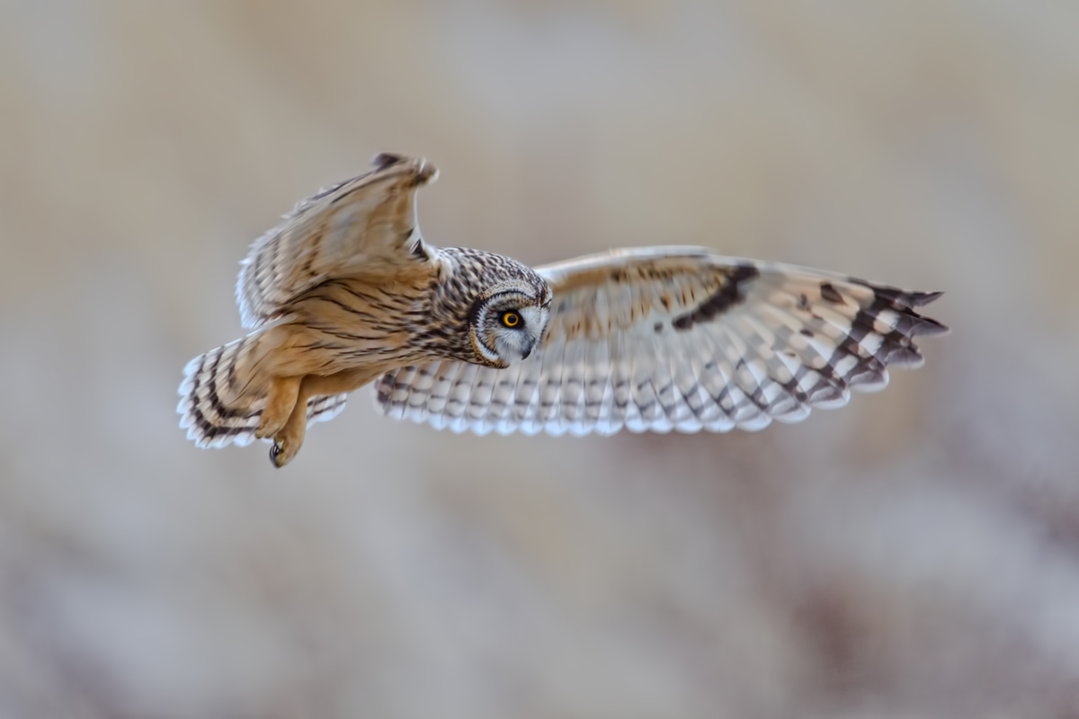 Short Eared Owl Backlit2