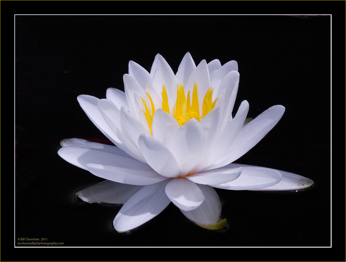 Water Lily