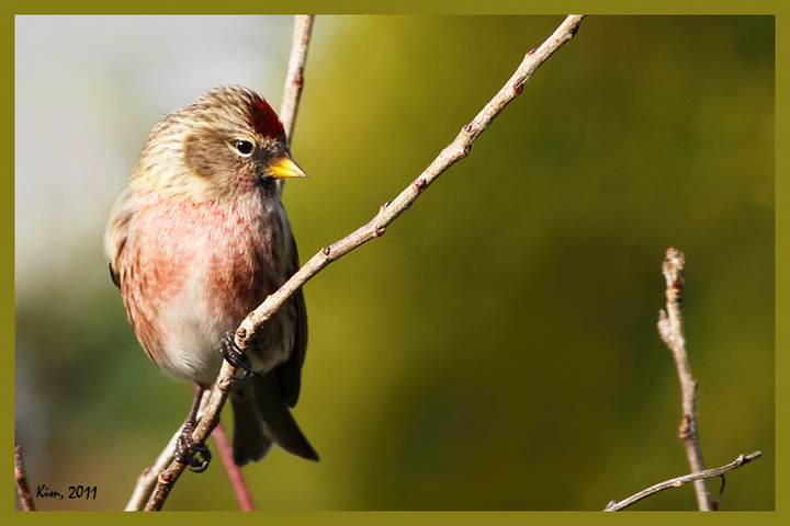 Redpoll