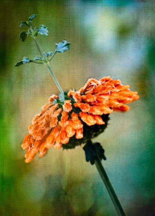 Solitaire