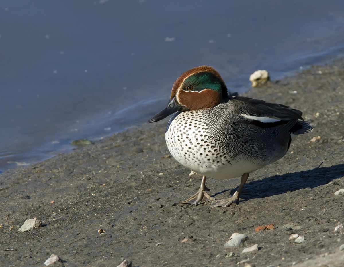 Eurasian Teal