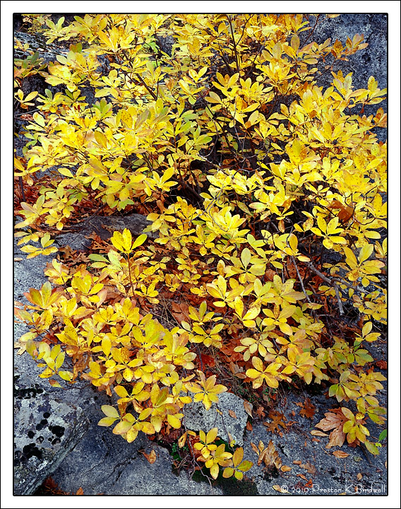Yosemite Laurel