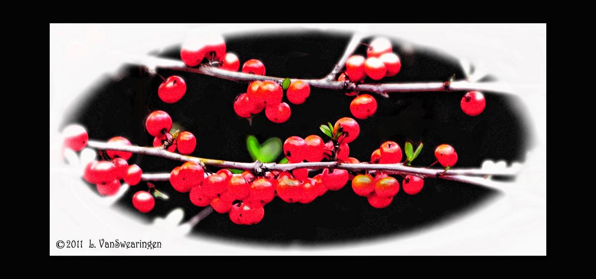 Winter Pyracantha  