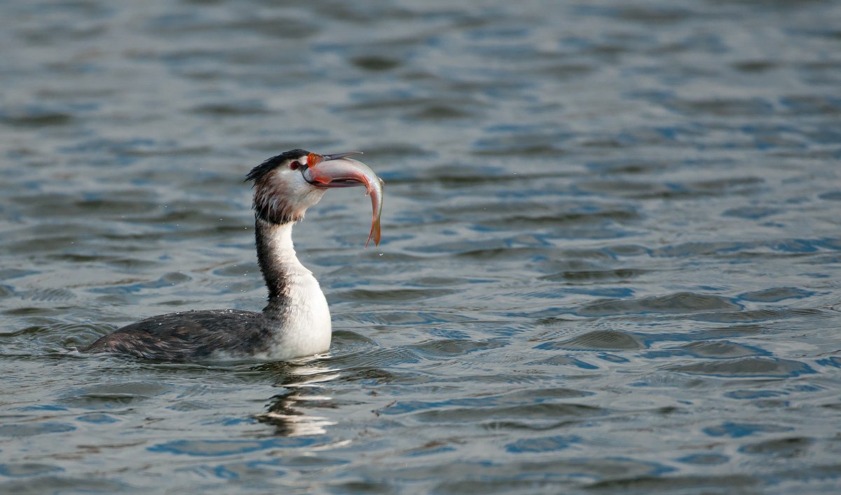 Great-crested Grebe