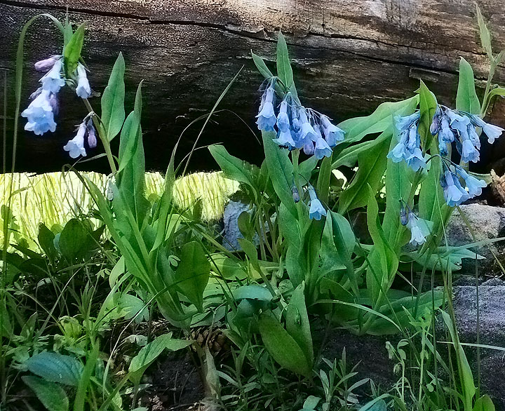 Mountain Bluebells