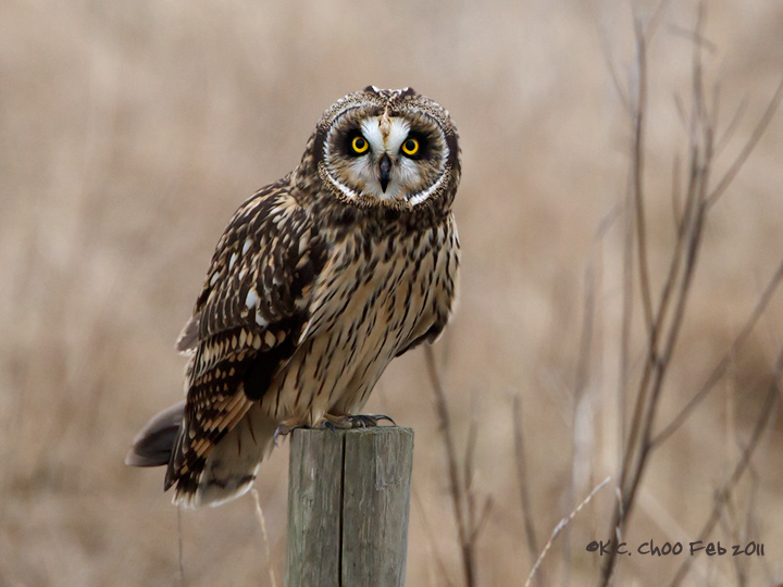 Short-eared Owl
