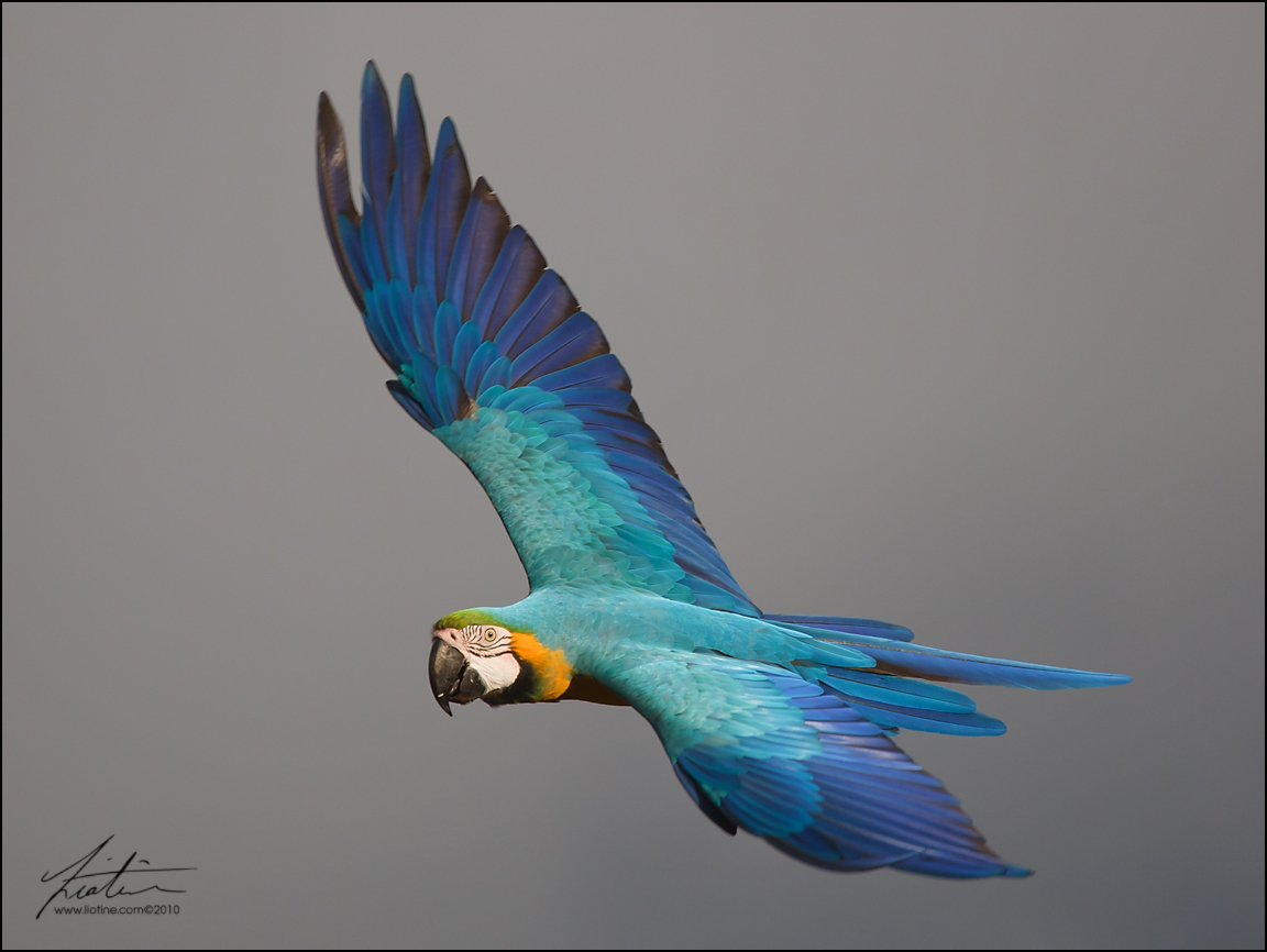 Soaring