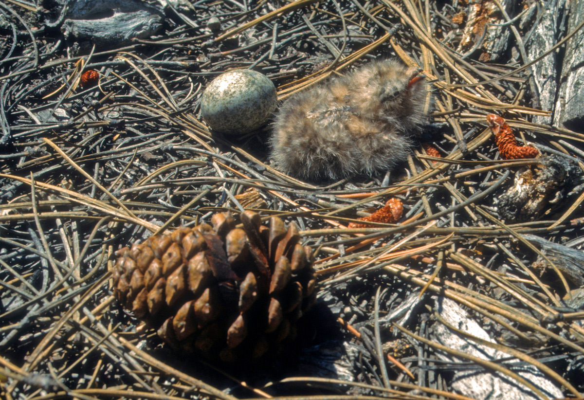 Nighthawk Chick