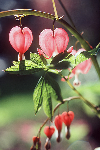 " Bleeding Heart "