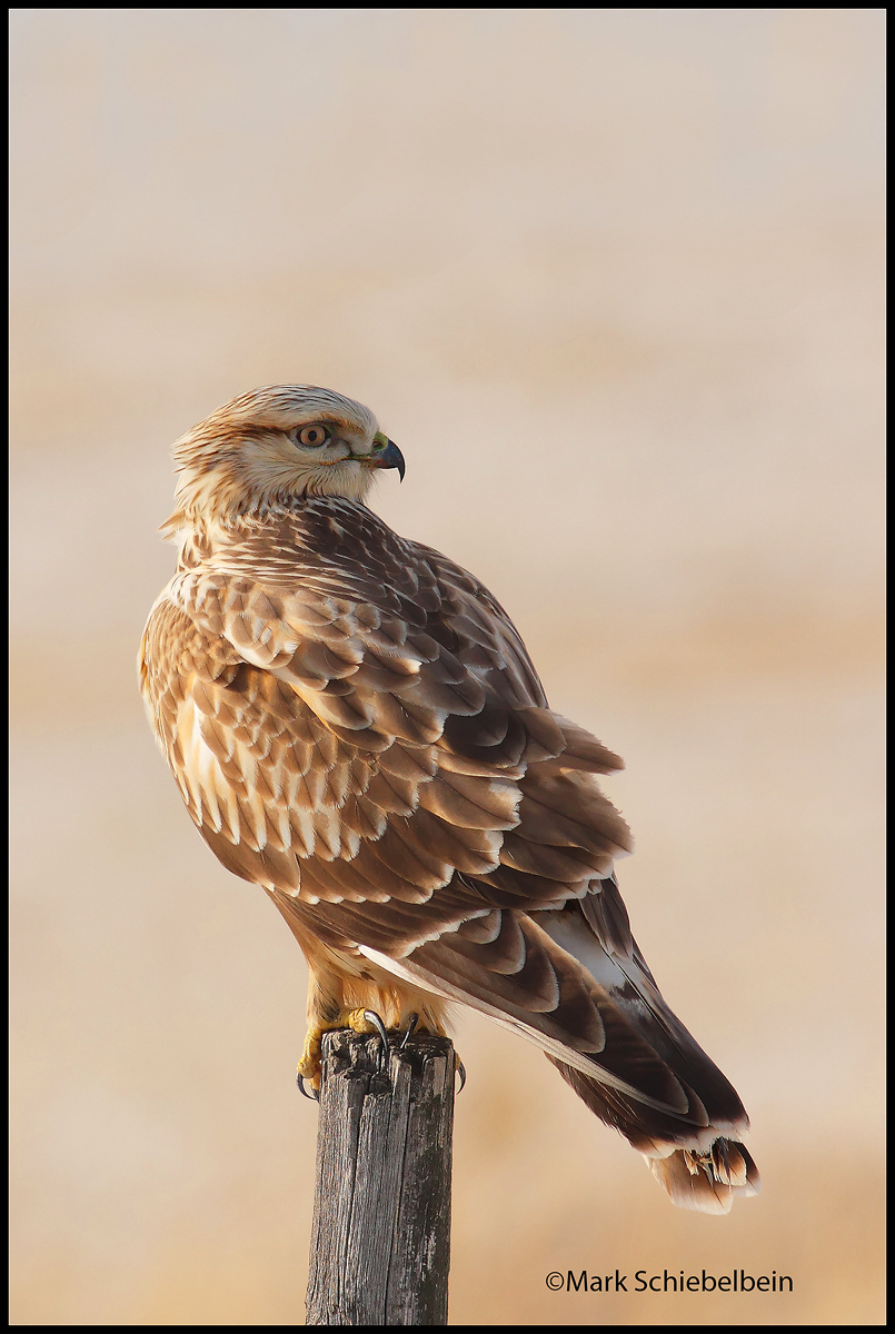 Rough-legged Hawk
