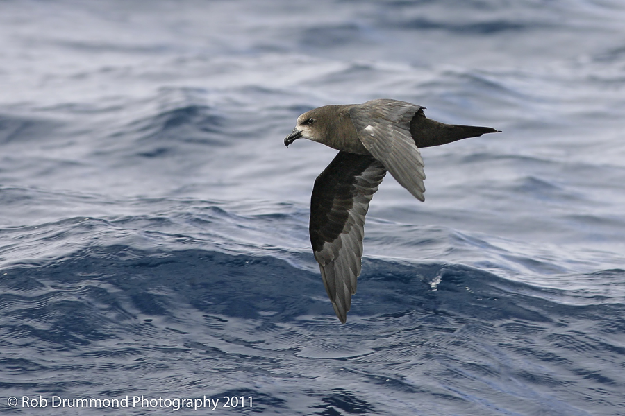 Great-winged Petrel